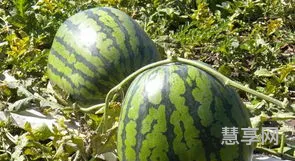 圆圆的西瓜好像一个什么(红红的苹果像什么句子)