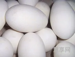 鹅蛋的营养价值(鹅蛋治病偏方有哪些)