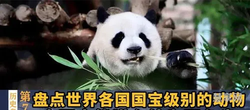 日本国宝是什么(日本国宝动物朱鹮)