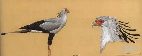 饮鸩止渴的鸩是什么鸟(饮鸩止渴打一动物)