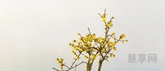 腊梅花怎么养(腊梅室内养殖方法)