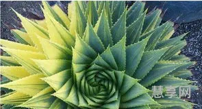 多叶芦荟的简单介绍(芦荟植物名片简介)