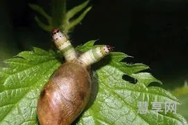 僵尸蜗牛能吃吗(蜗牛吐血图片)