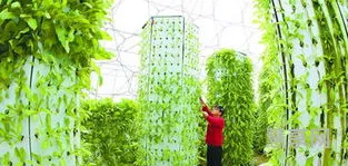 无公害蔬菜生产技术(绿色无公害蔬菜种植)