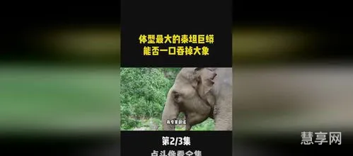 泰坦巨蟒能吞大象吗(四川地震55米巨蟒)