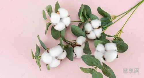 新疆棉花起因经过(起因经过结果叫什么)