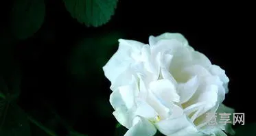 白玫瑰代表什么意思(白玫瑰的用途)