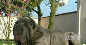纽波利顿獒犬(世界十大猛犬排名)