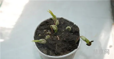 绿豆的生长过程(绿豆生长观察记录表)