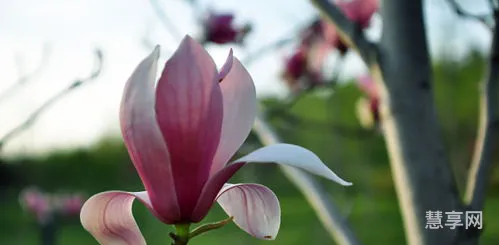 四月开什么花(四月最具有代表性的花)