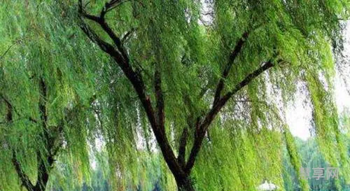 柳树叶子像什么(柳叶像什么形状比喻)