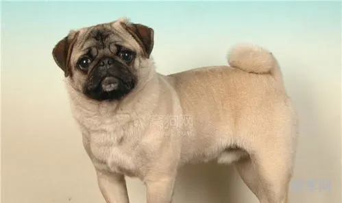 八哥狗好养吗(巴哥犬的正确养法)