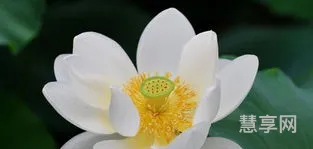 白莲花什么意思(白莲花比喻什么样的人)