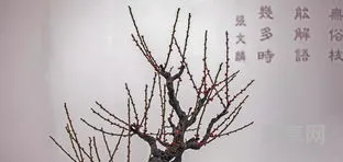 梅花香自苦寒来的全诗(宝剑锋从磨砺出,梅花香自苦寒来)