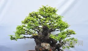 榕树的养殖方法(虎皮兰如何养殖和管理)