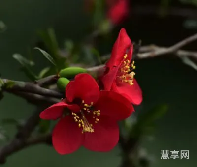 花中君子下一句是什么(花中君子后面四个字)