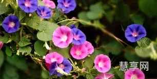 牵牛花的花语(牵牛花象征什么)