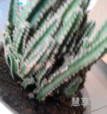 仙人掌为什么不用浇水(仙人掌需要浇水吗 怎么养)