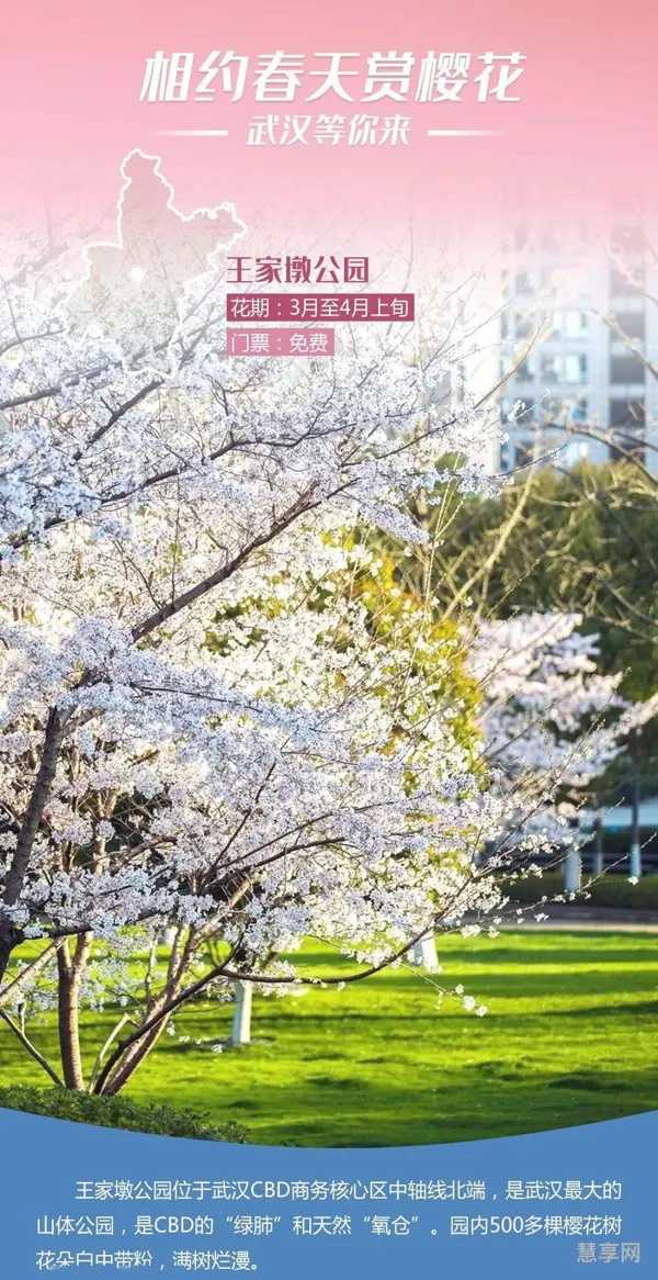 武汉2021年五一还有樱花吗(2020武汉拆哪些)