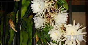 昙花可以吃吗(新鲜昙花的吃法)