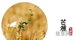 芒种代表的寓意(芒种象征着什么)