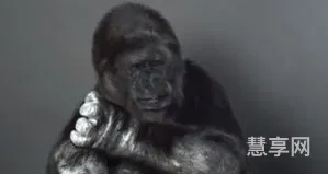 全世界的手语都一样吗(一样一样手语)