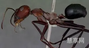 蚂蚁的生活环境(了解蚂蚁的生活方式)