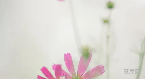 风会记得一朵花的香(风是一朵花的香电子书)