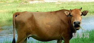 肉牛养殖成本(养一头牛需要多少成本)