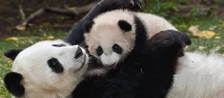 美国的国宝是什么动物(136个国家的国宝)