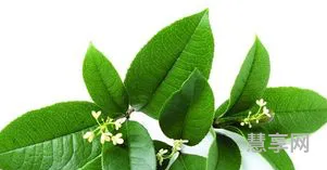 鲜桂花怎么处理才能吃(刚摘的桂花怎么处理)