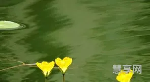 关关之鸠在河之洲(关雎的原文及翻译)