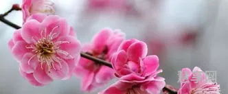 以下涉及梨花的诗句中(梨花诗句最出名诗句)