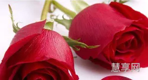 2朵玫瑰代表什么(玫瑰送几朵的含义)