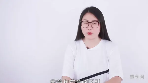 芦蒿和茼蒿有什么区别(芦蒿是什么菜)