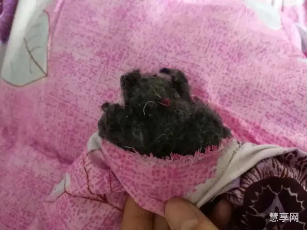 被子怎么看是不是黑心棉(黑心棉和丝绵的区别)