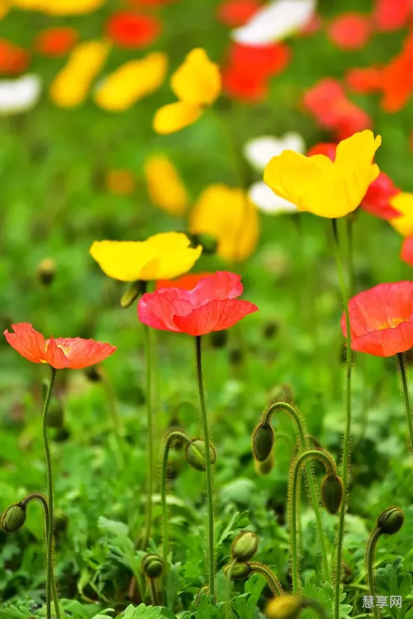 2023花朝节是哪一天星期几(花朝节是几月几日)