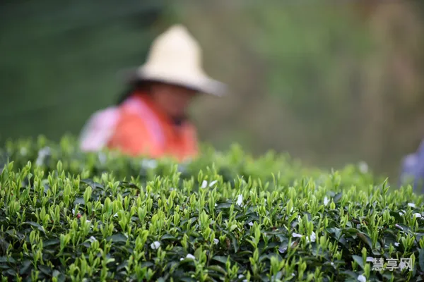 余庆采茶招工2023年(余庆县龙溪镇最新招聘)