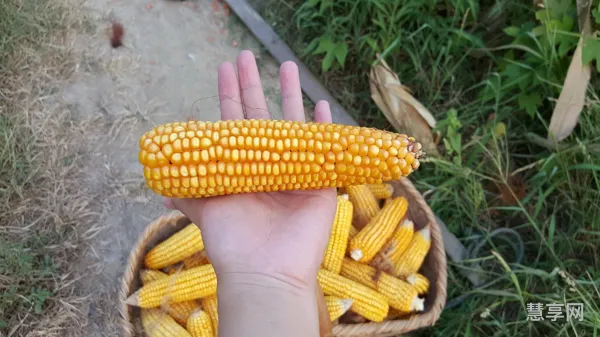 河南种什么玉米抗高温抗倒(抗旱耐高温的玉米品种有哪些)