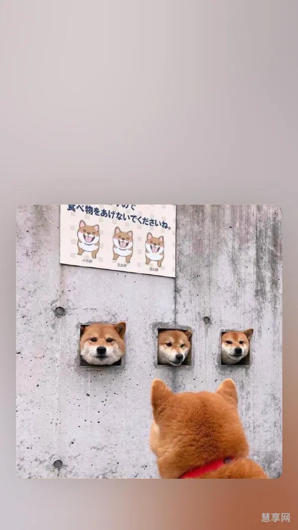 ptsd是什么意思梗(ptsd网络流行词)